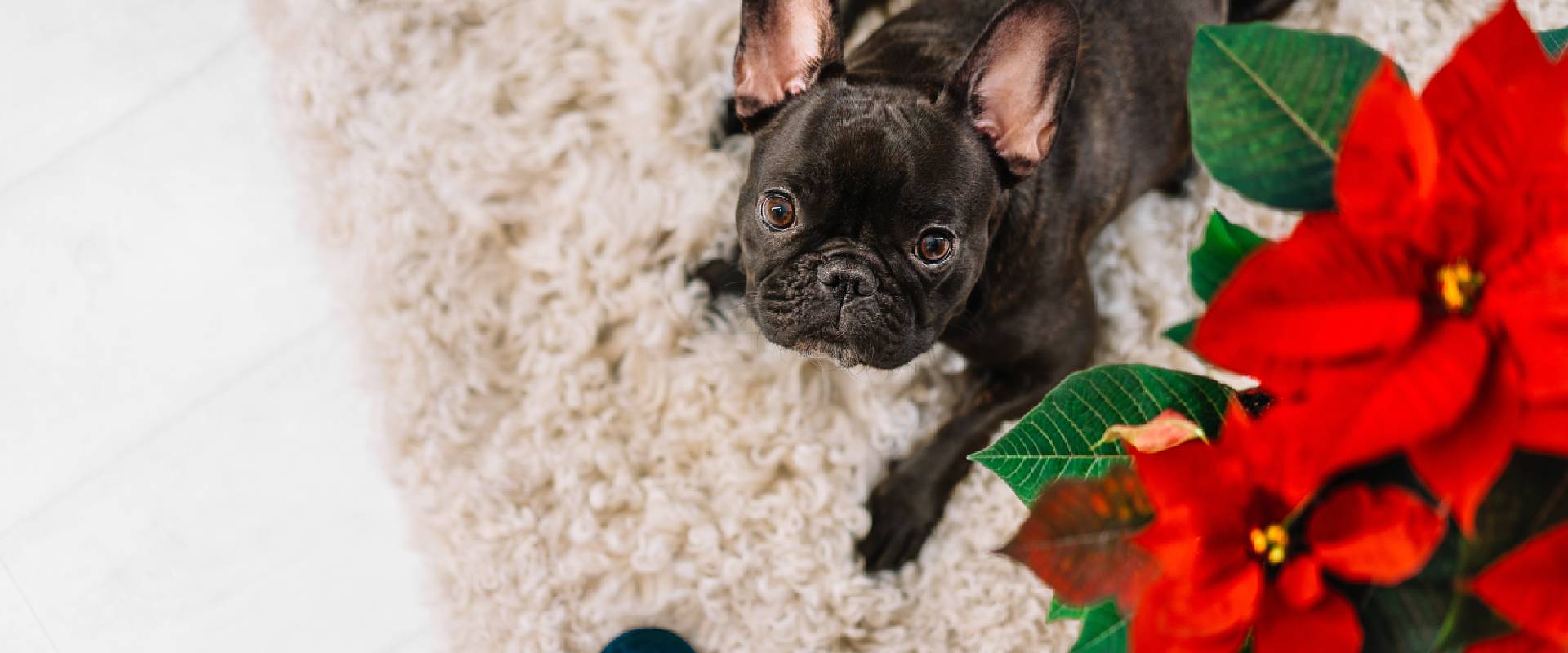 Are poinsettia leaves clearance poisonous to dogs